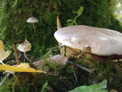 Clitocybe nebularis