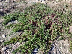 Carpobrotus edulis