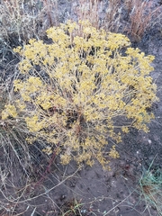 Gutierrezia sarothrae