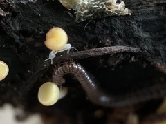 Blaniulidae