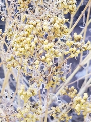 Gutierrezia sarothrae