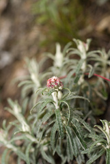 Anaphalis morrisonicola