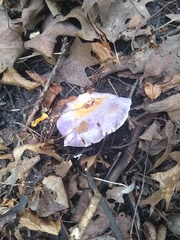 Cortinarius traganus