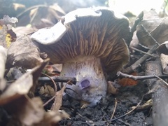 Cortinarius traganus