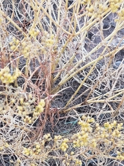 Gutierrezia sarothrae