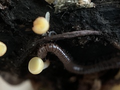Blaniulidae