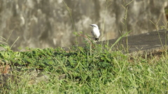 Fluvicola nengeta