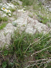 Carex bigelowii arctisibirica