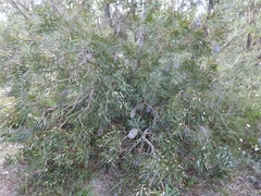 Banksia attenuata