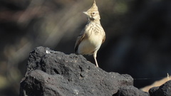 Galerida cristata