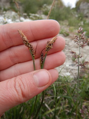 Carex bigelowii arctisibirica