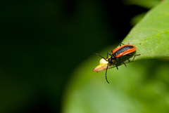 Ischalia arisana