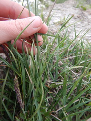 Carex bigelowii arctisibirica