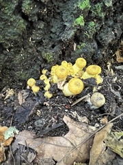 Armillaria mellea