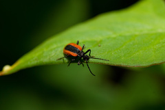 Ischalia arisana