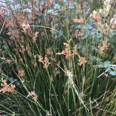 Juncus balticus