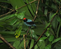 Chiroxiphia caudata