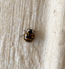 Harmonia axyridis