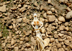 Stagmatoptera