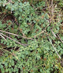 Coldenia procumbens