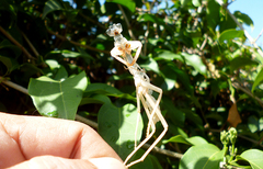 Stagmatoptera
