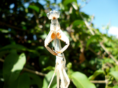 Stagmatoptera