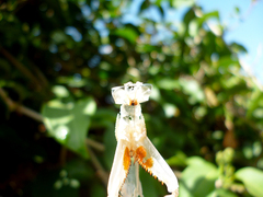 Stagmatoptera