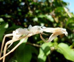 Stagmatoptera