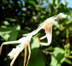 Stagmatoptera