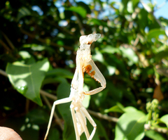 Stagmatoptera
