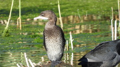 Microcarbo pygmaeus
