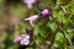 Clinopodium laxiflorum