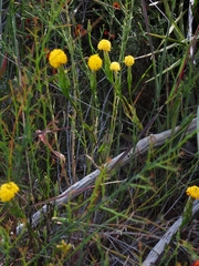 Podotheca gnaphalioides