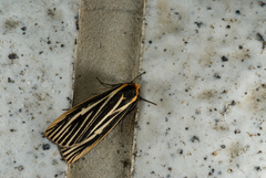 Agylla pulchristriata