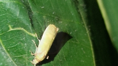 Danielithosia immaculata