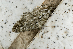 Alcis taiwanovariegata