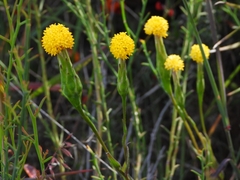 Podotheca gnaphalioides