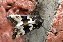 Phlogophora albovittata