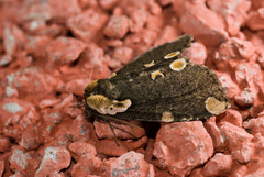 Macrothyatira arizana