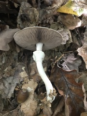 Agaricus sylvicola