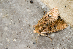 Loxopamea rufus