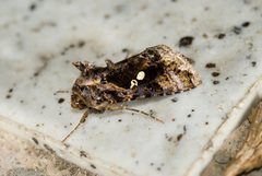 Chrysodeixis taiwani