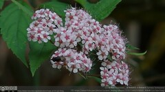 Spiraea formosana