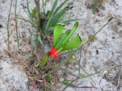 Anigozanthos manglesii