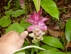 Curcuma
