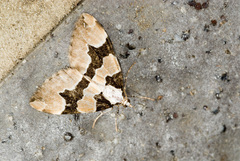Gagitodes omnifasciaria