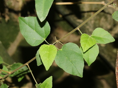 Mallotus repandus