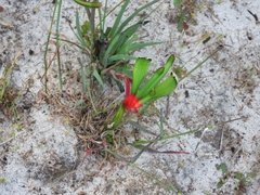 Anigozanthos manglesii