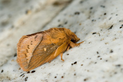 Euthrix