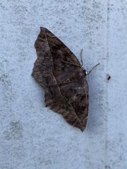 Eutrapela clemataria